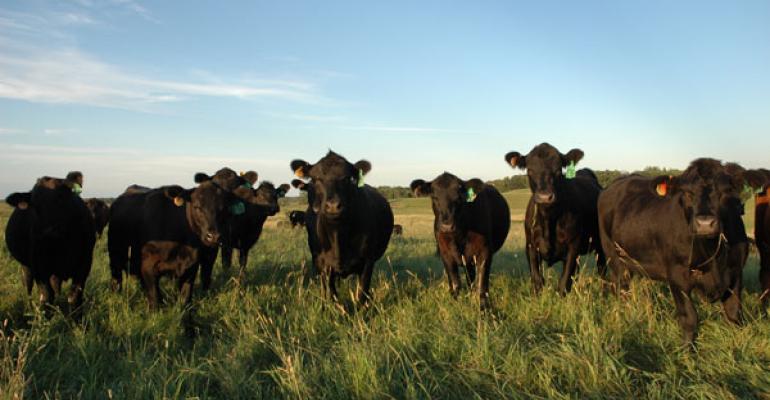 multiple cows walking towards the camera