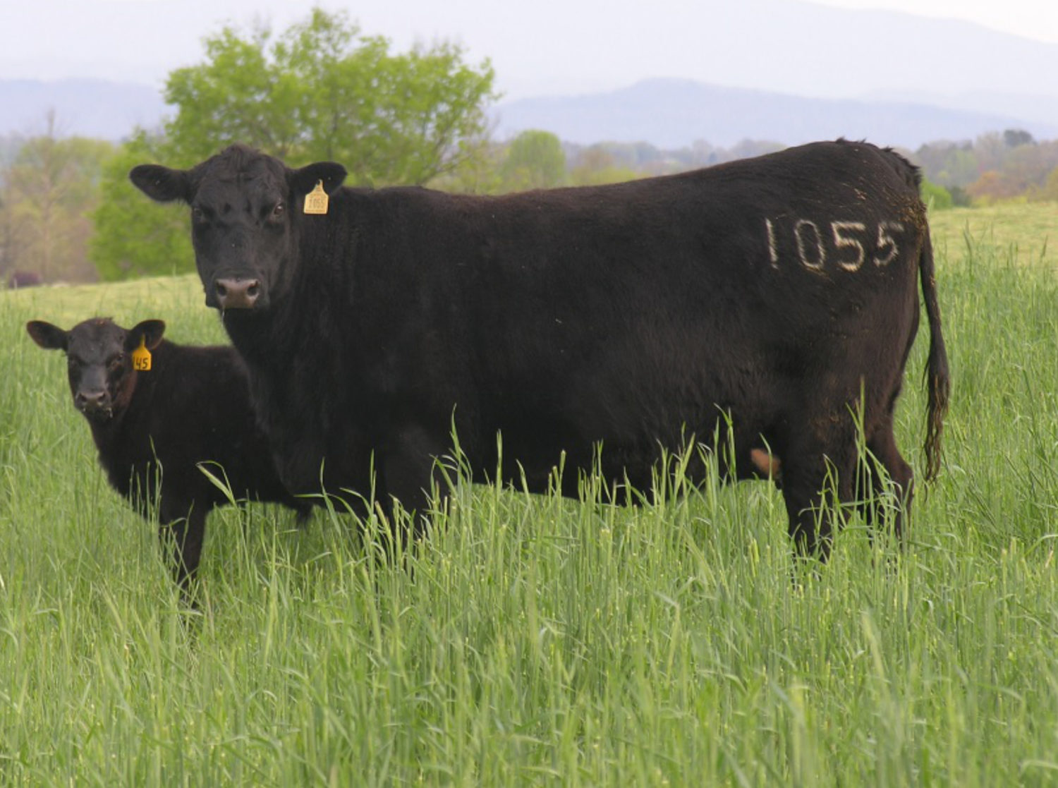 a cow and calf looking at the camera