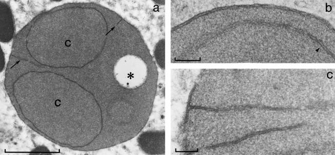 microscopic image of protozoa