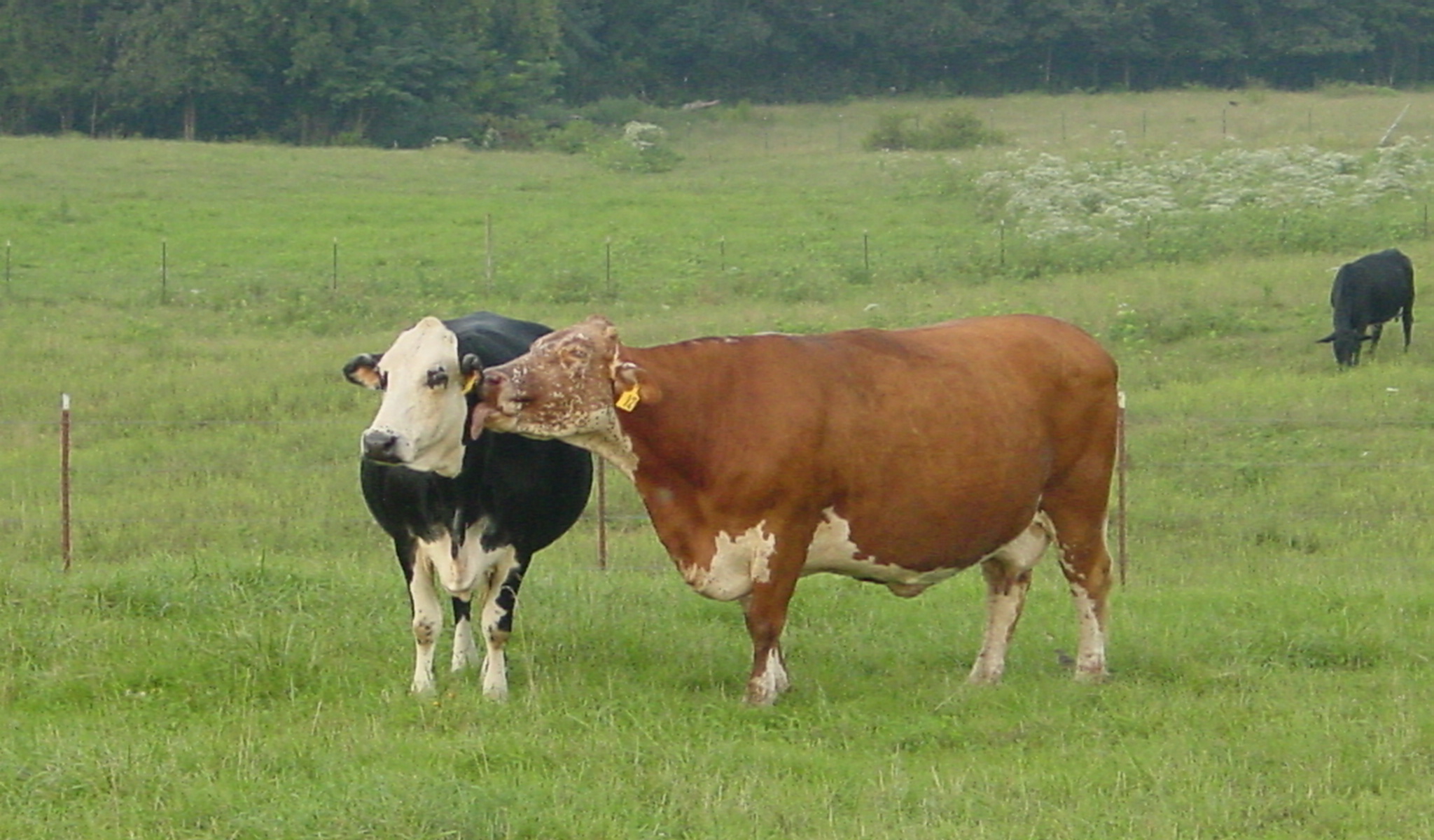 a brown cow licking a black and white cow