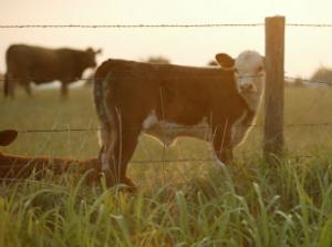 calf looking through a fence