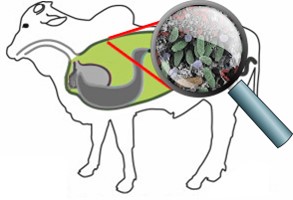 magnifying glass showing microscopic bacteria in the rumen of cattle