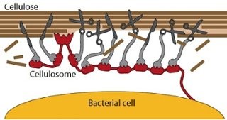 Image of cellulosome