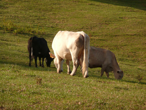 a brown, black and white cow in a field