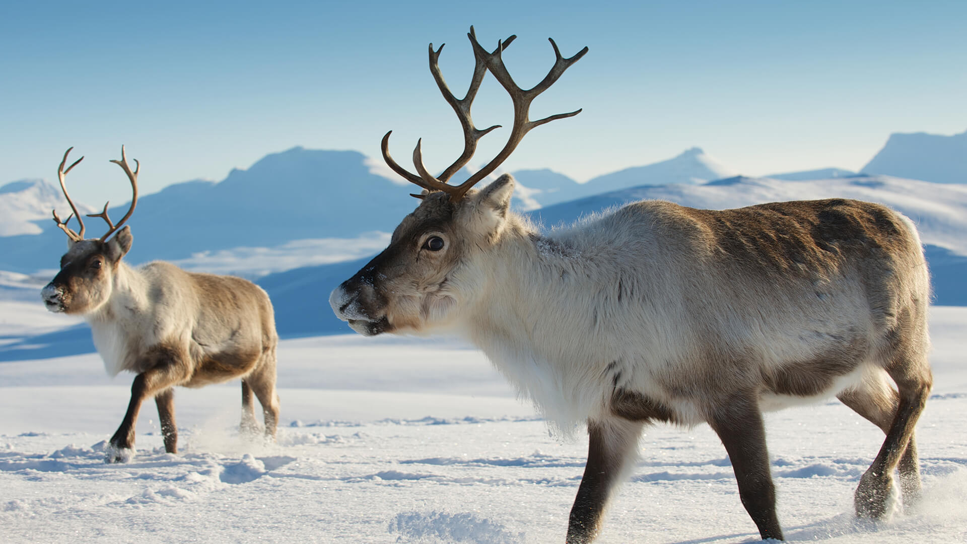 two reindeer walking together