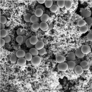 epidermidis staphylococcus rumen