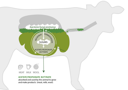 depiction of energy production in the rumen used to make products