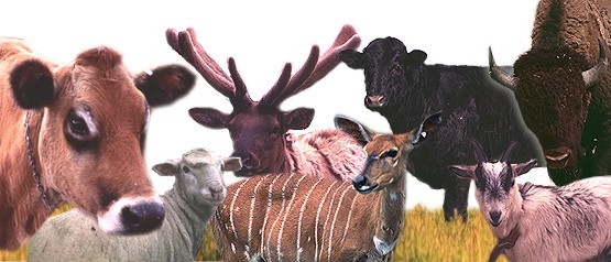 overlay image of multiple ruminant animals