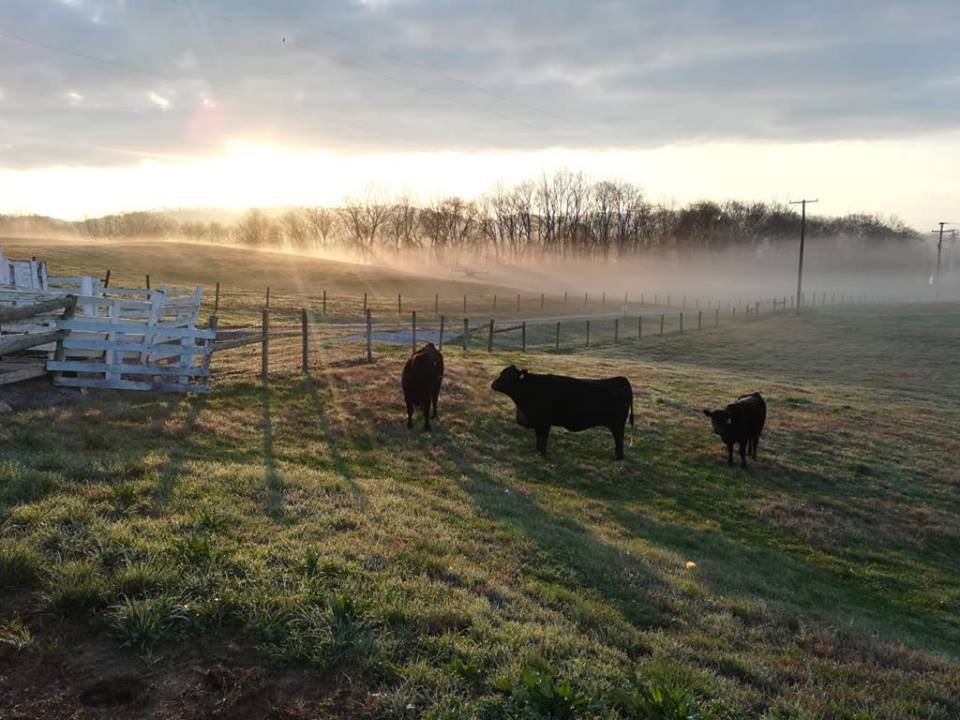 cattle standing in a field with some fog