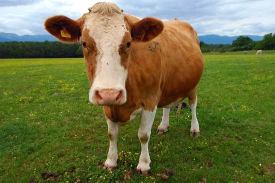 a cow staring into the camera