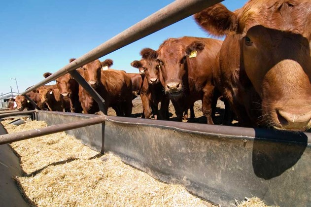 cattle about to eat out of a bunk