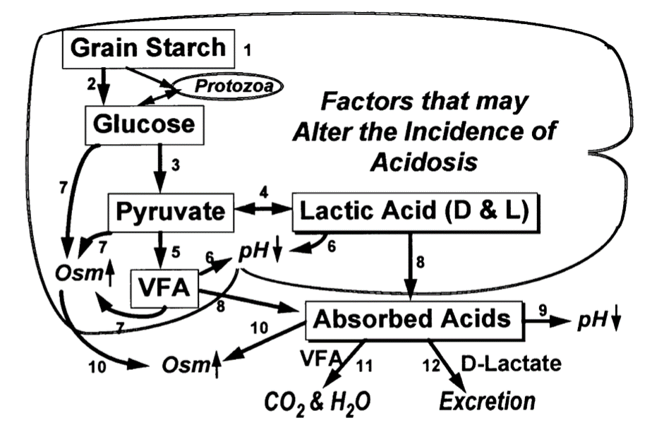 flow chart of starch breakdown in the rumen