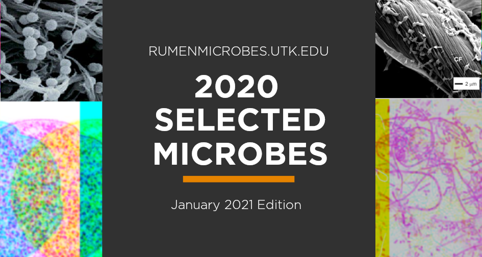 Image depicting highlighting selected microbes from 2020