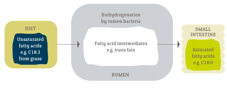 Flowchart of the Biohydrogenation Process