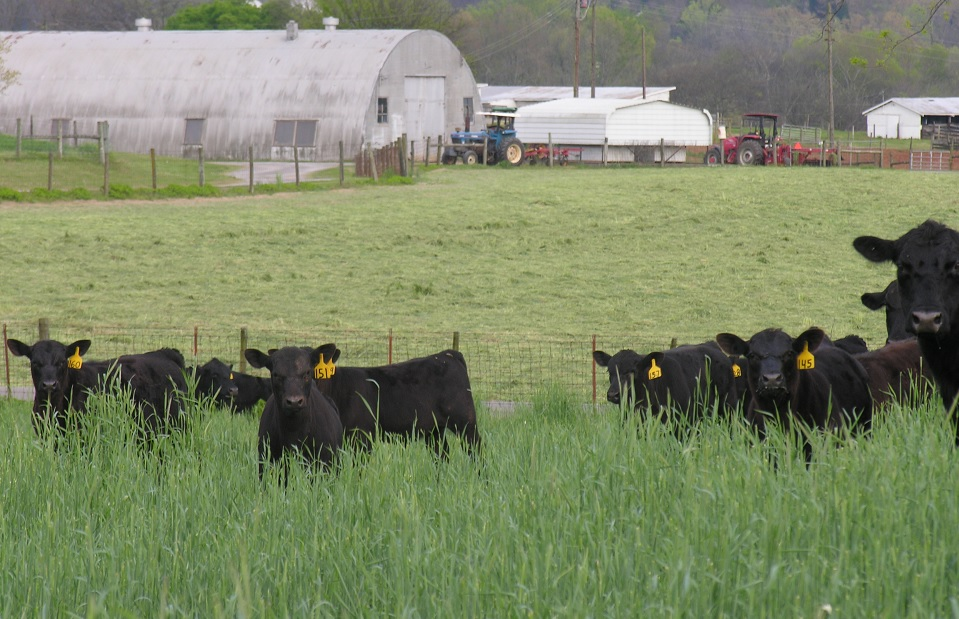 Cattle in a field