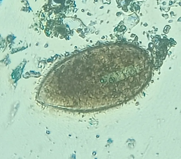 Microscopic image of Isotricha