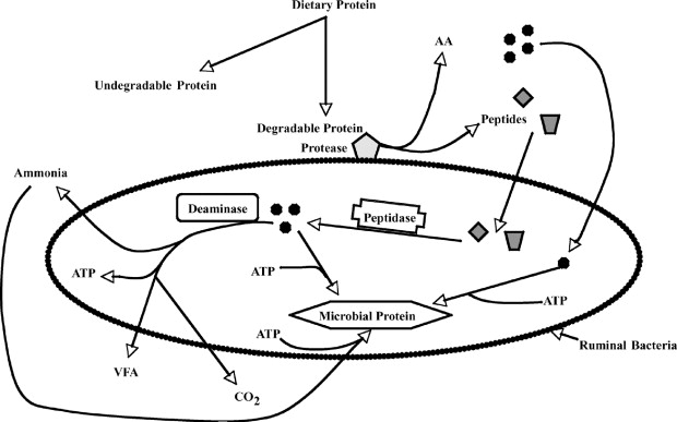 Flowchart of Microbial Protein Cycles