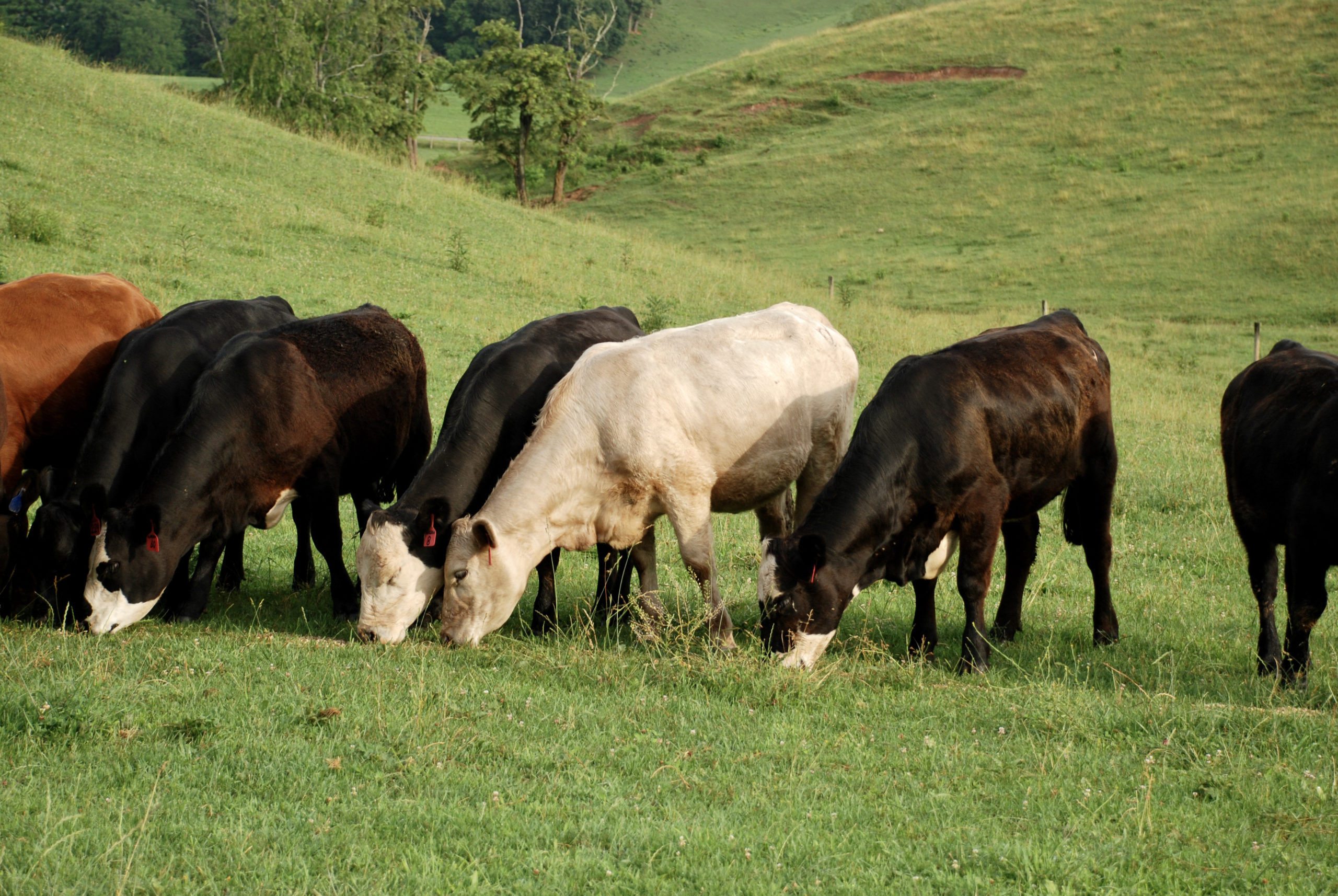 Cattle grazing in pasture