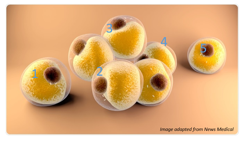 Triacylglyceride (TAG)