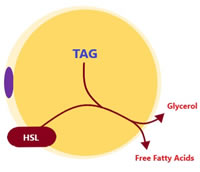 diagram of TAG