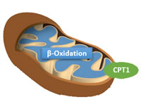 oxidation and cpt1 moving through a muscle