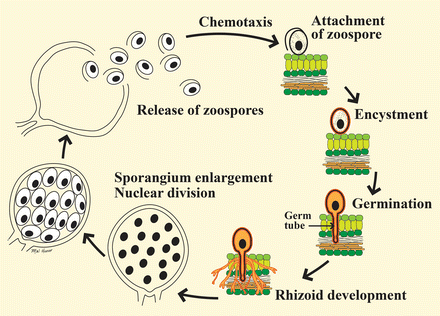 Scheme of fungal mold lifecycle