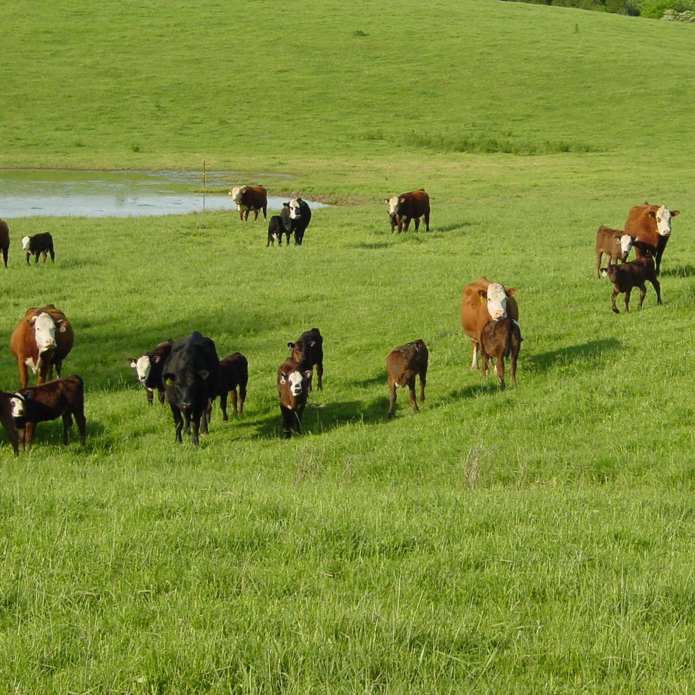 a herd of beef cattle 