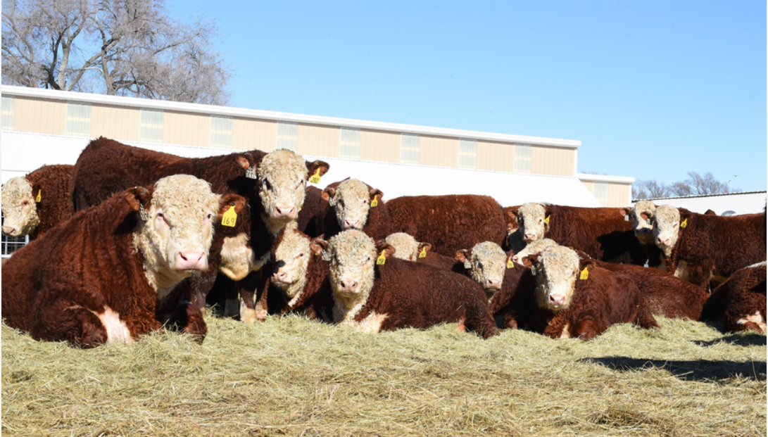 Cattle laying down