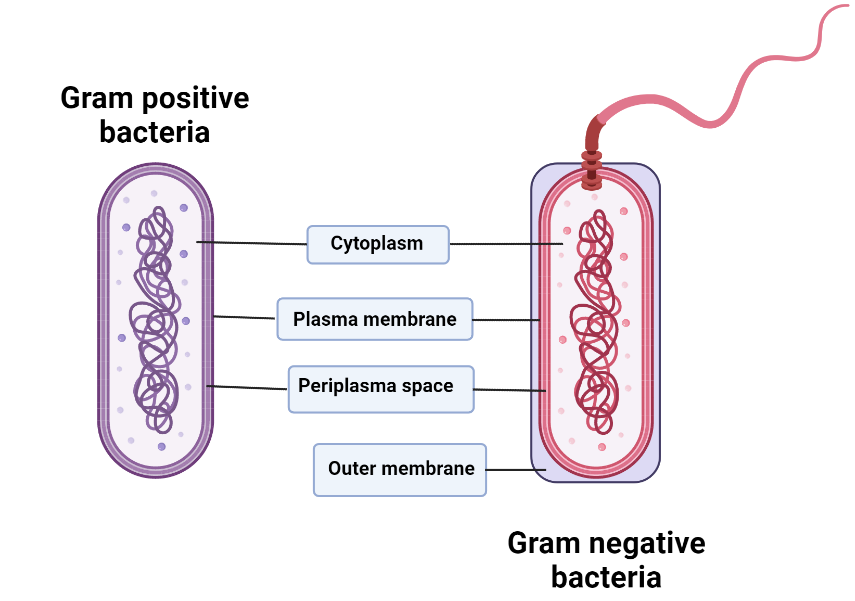 Image depicting the structure of Gram positive and negative bacteria