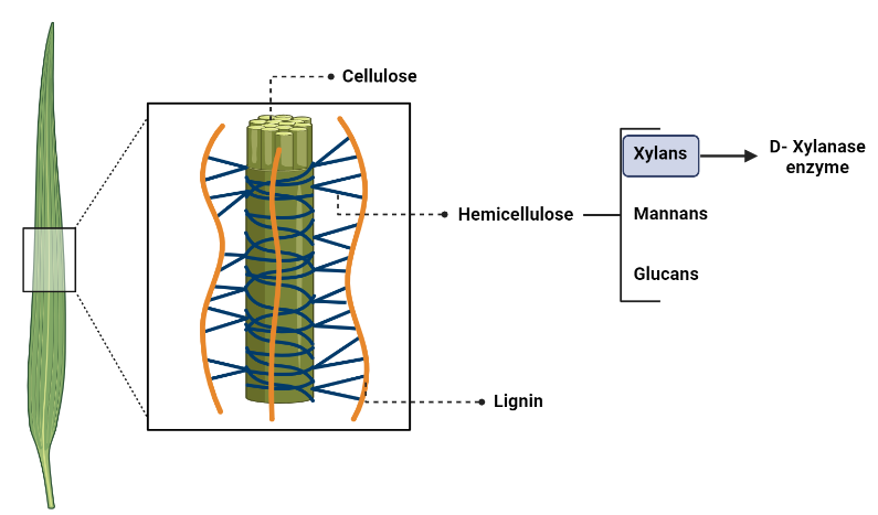 Image of cellulose in plants