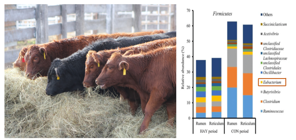 Image of cattle eating with a chart of bacterial percentages