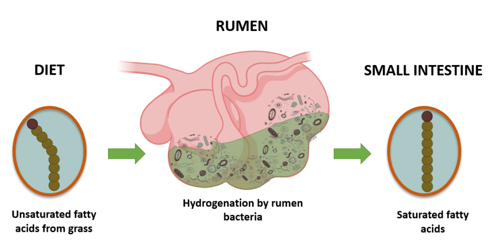Depiction of fatty acids in the rumen
