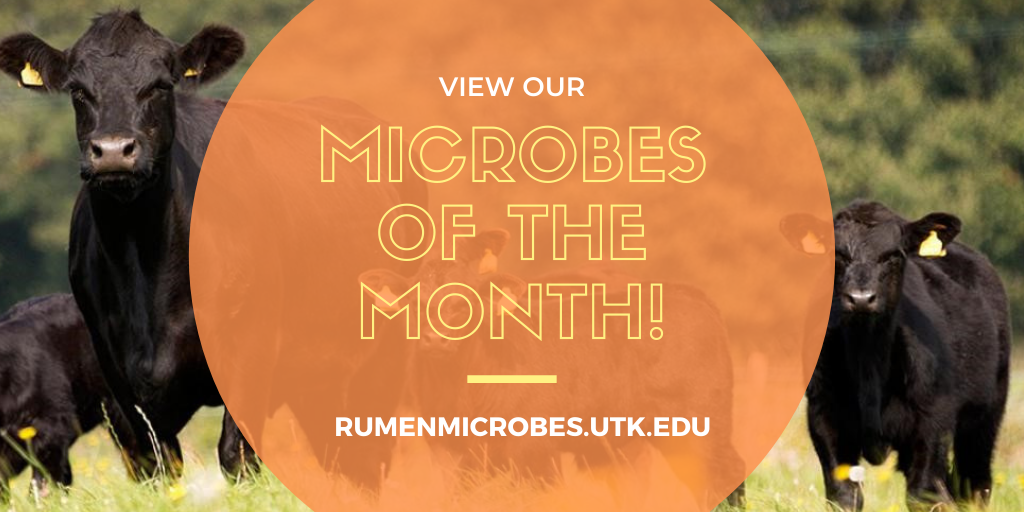 Microbes of the Month Banner