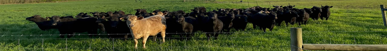 A herd of black cows and one golden cow in a field