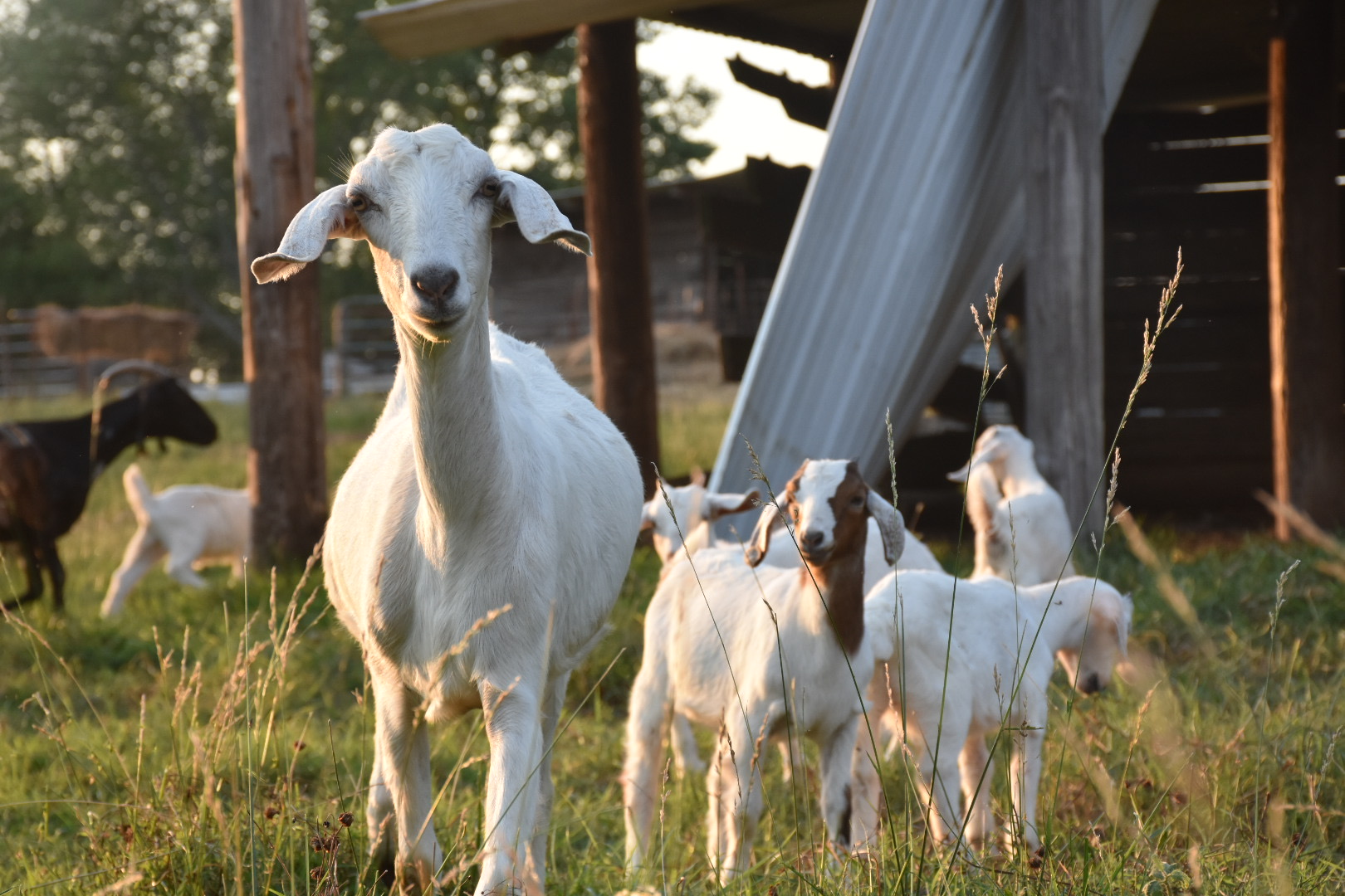 Small Ruminats UT Small Ruminants | Department of Animal Science