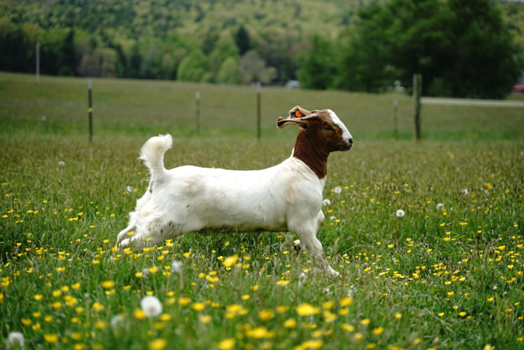 goat running through a pasture