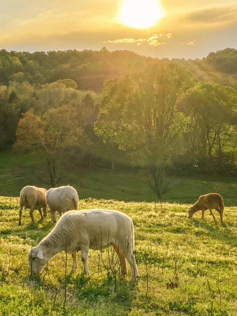 sheep in a pasture during sunset