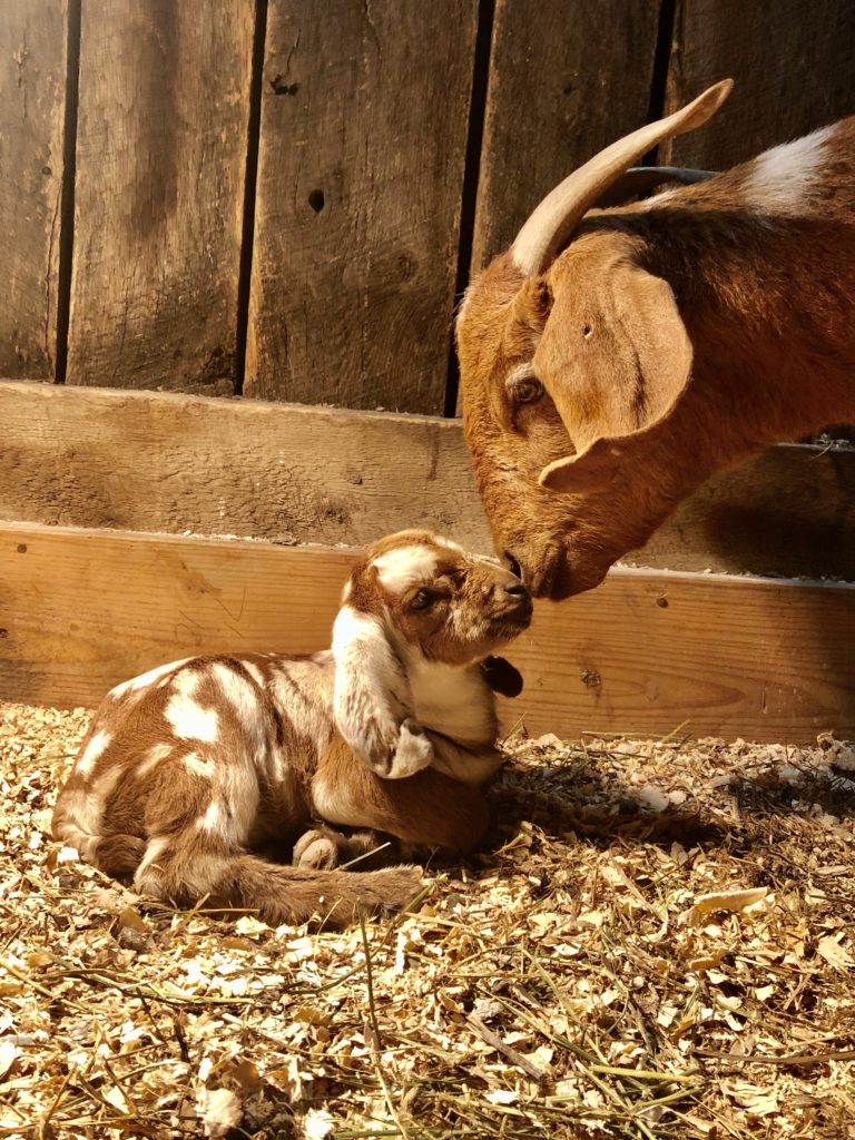 a doe and her newborn kid