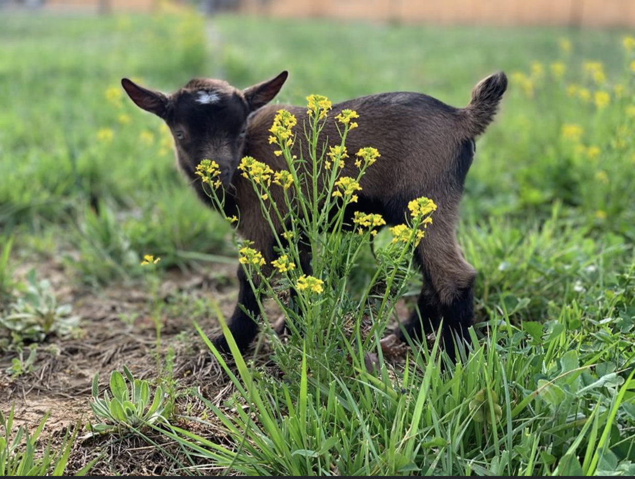 a goat kid smelling a flower