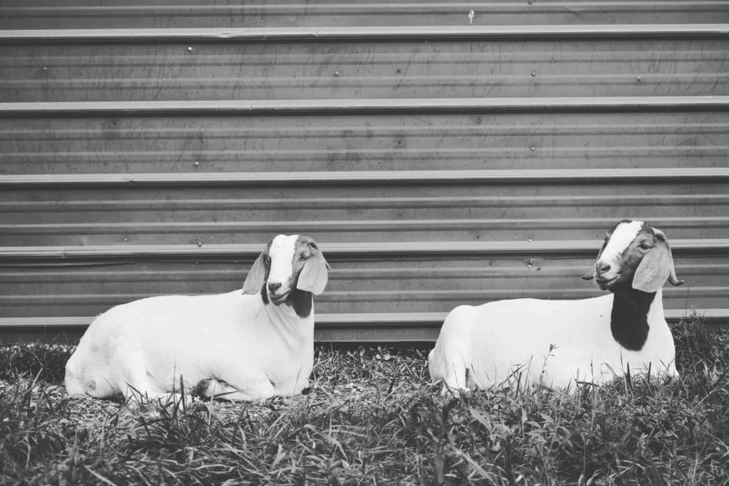 Goats laying beside a barn