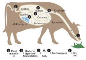 Rumen Microbes - What is a Rumen Microbiome? | Department of Animal Science