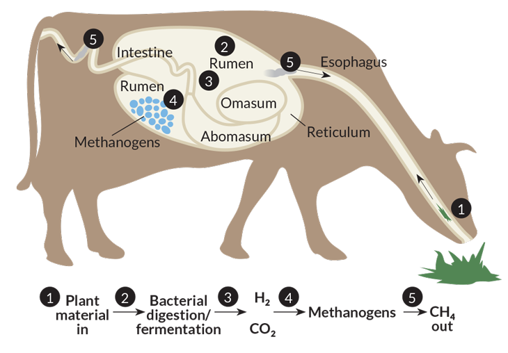 methane production in cattle