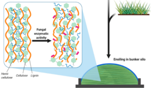 Rumen Microbes - What is a Rumen Microbiome? | Department of Animal Science