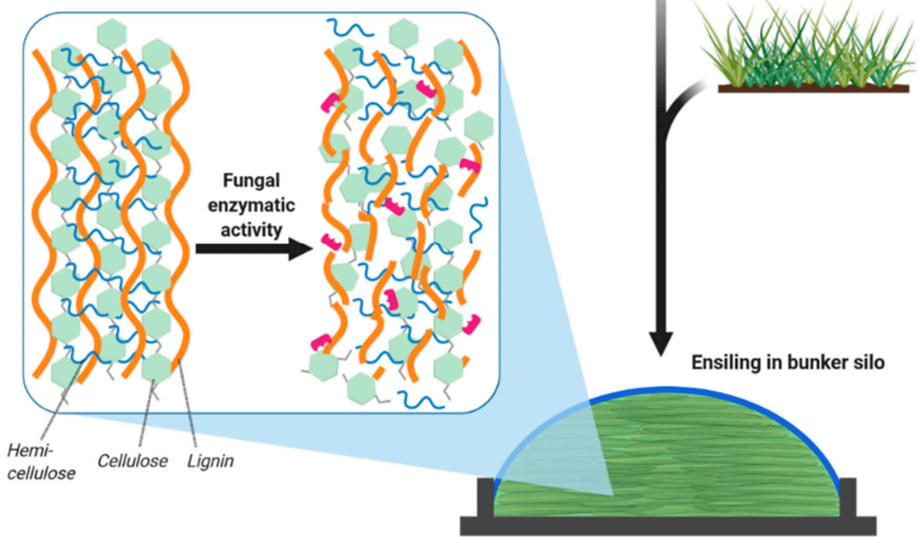 schema of fungal enzyme activies