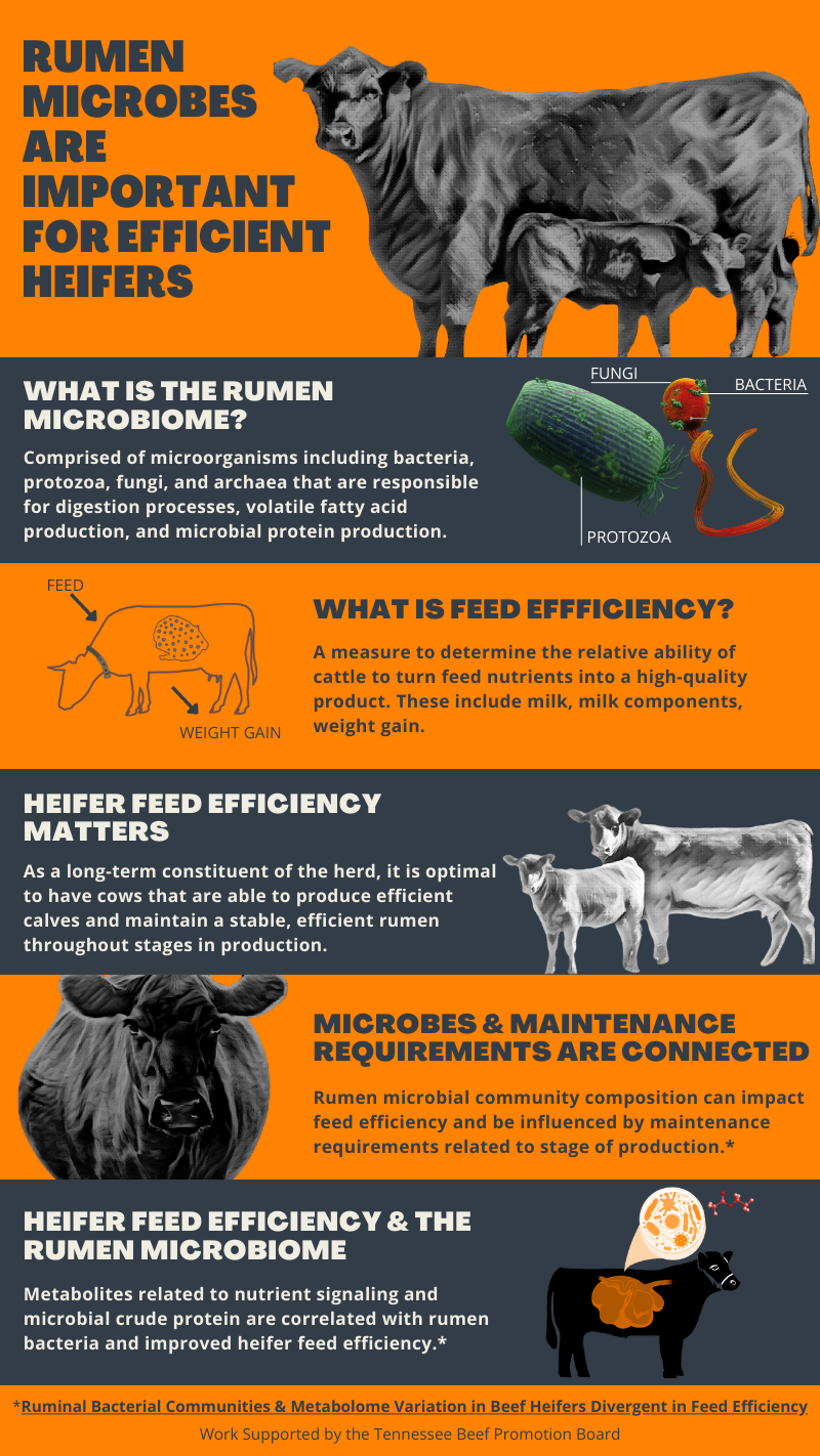 Rumen Microbes | Department of Animal Science