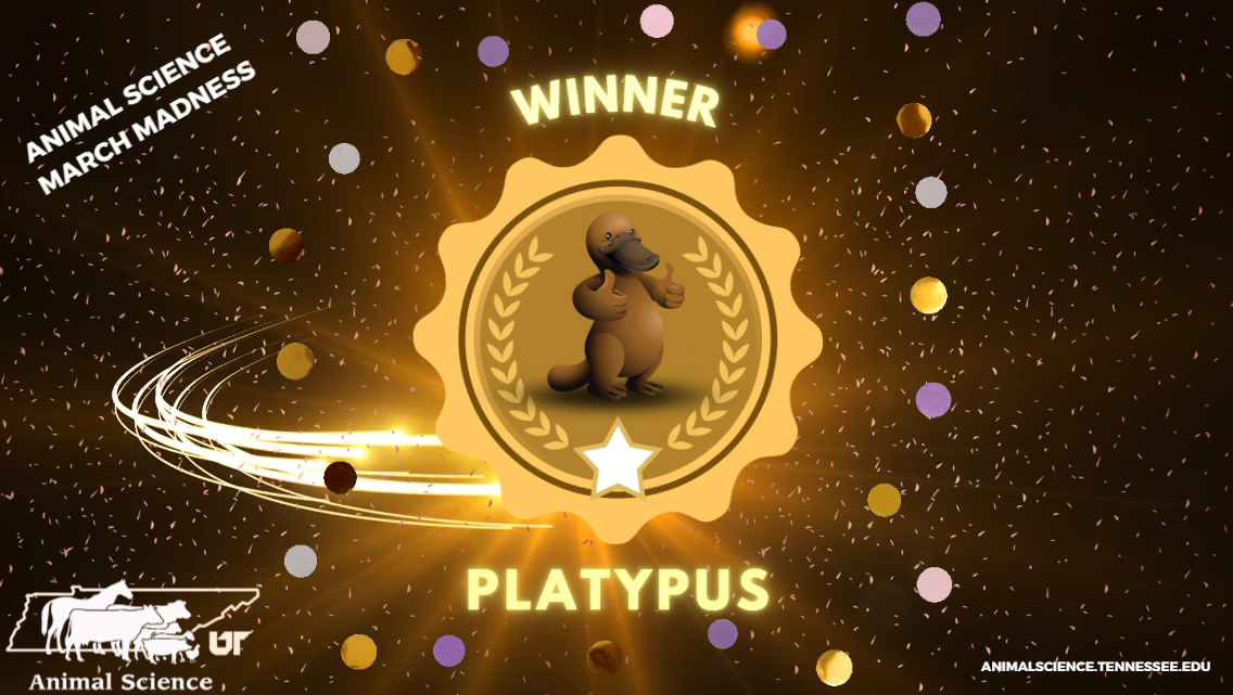 Image showing the platypus as the winner of Animal Science March Madness