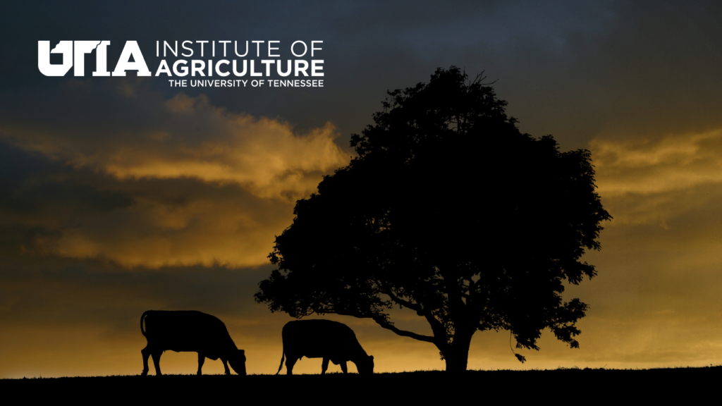 Cattle grazing at dusk