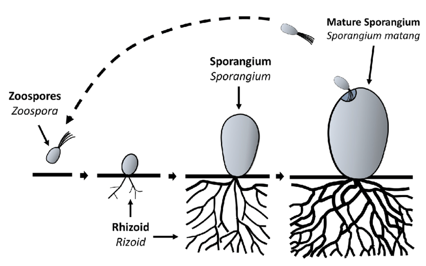 Anaerobic fungi lifecycle