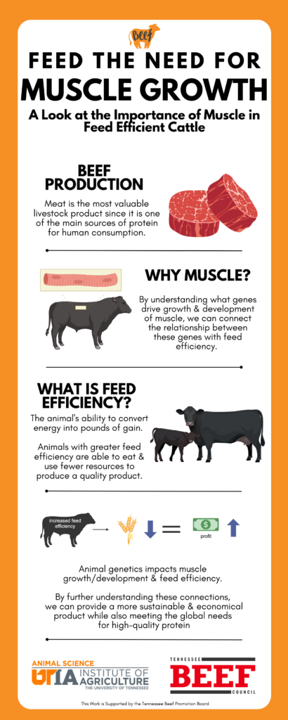 Infographic describing the connection between feed efficiency and muscle development