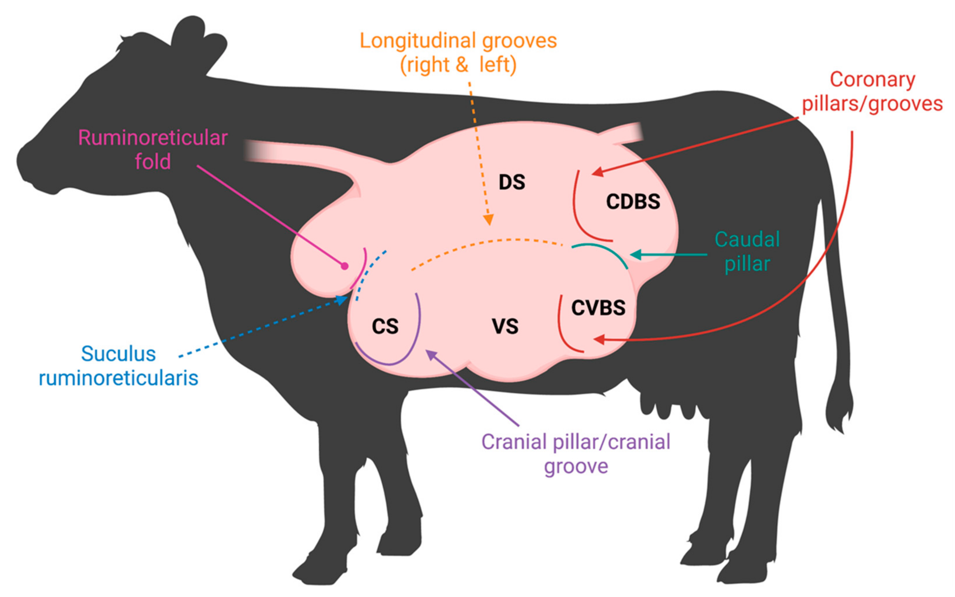 Normal Rumen Wall Rumen Microbes - Current Research Showcase | Department of Animal Science